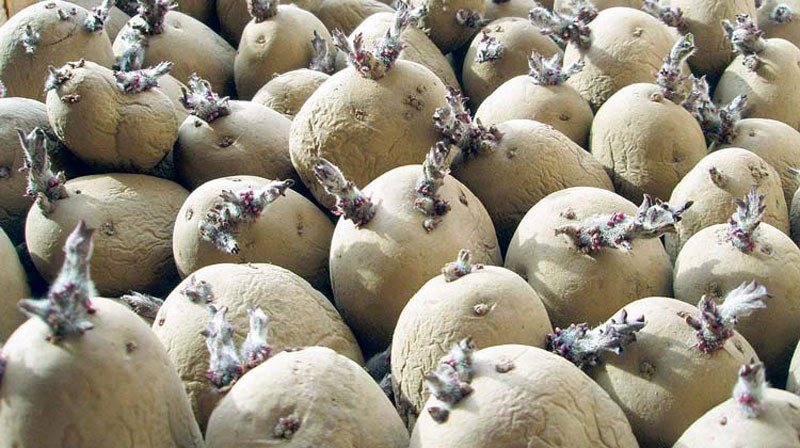 आलुमा आत्मनिर्भर बनाउन साढे नौ टन बीउ वितरण