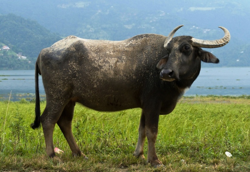 अदालत पुग्यो कास्कीको  ‘भैंसी’ विवाद