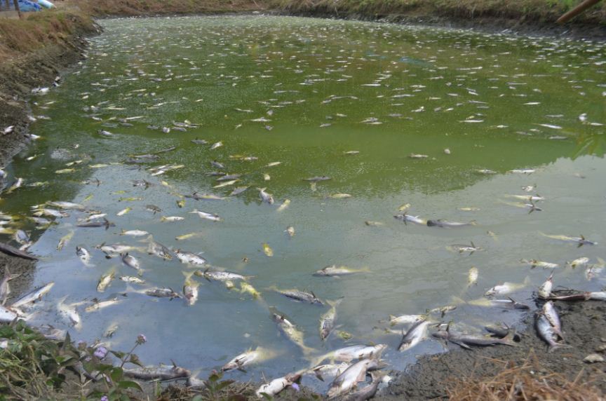 माछापालनप्रति किसानको आकर्षण बढ्दै