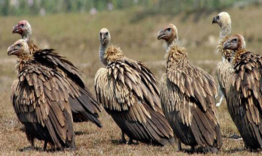 गिद्धका लागि वासस्थान गम्भीर चुनौती बन्दै