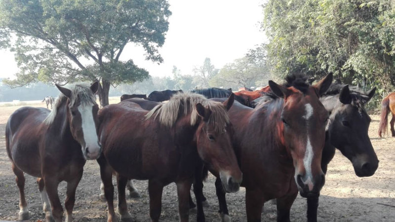 घोडा प्रजनन केन्द्र स्थानान्तरण गर्ने तयारी
