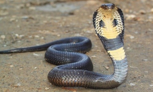 घरभित्र फेला पर्यो गोमन सर्प