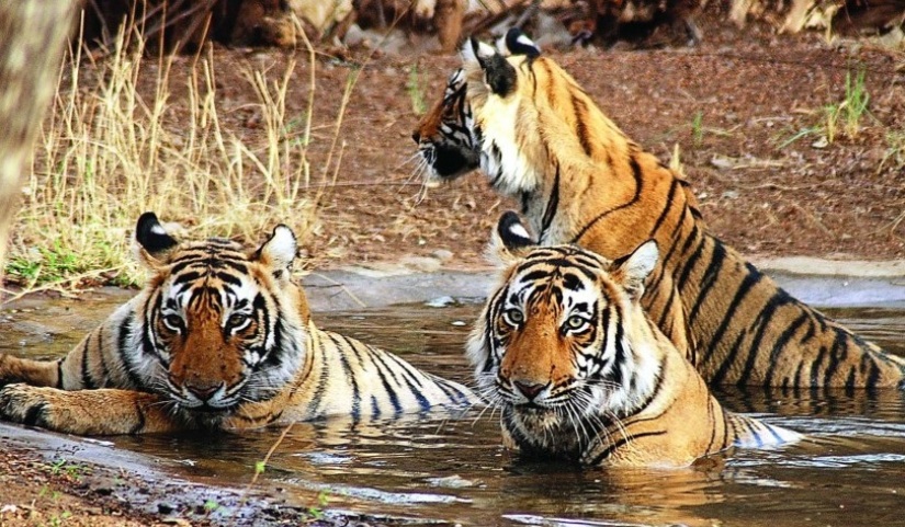 विश्व बाघ दिवस : चूनौतीका बिच नेपालमा बाघ संरक्षणमा आशलाग्दो उपलब्धि !