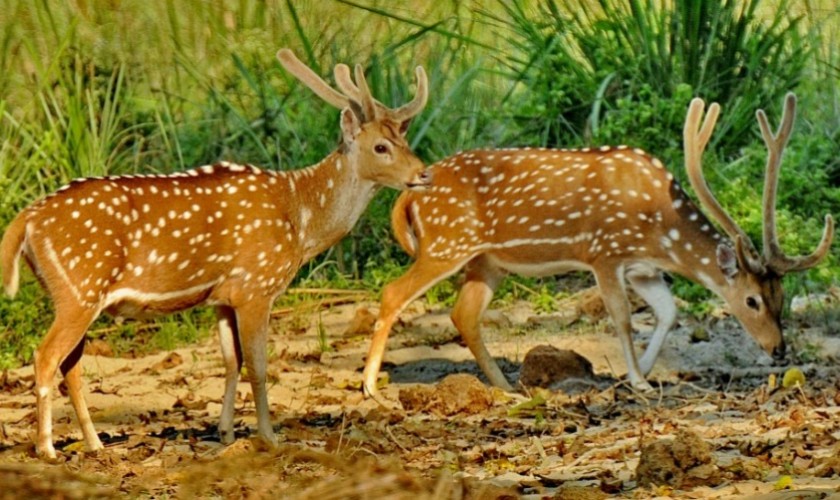 वन्यजन्तु मार्न जङ्गलमा पासो थाप्दै गरेका तीन जना पक्राउ