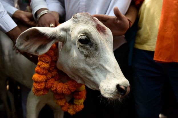 यमपञ्चकको तेस्रो दिन, आज गाई तिहार मनाइँदै