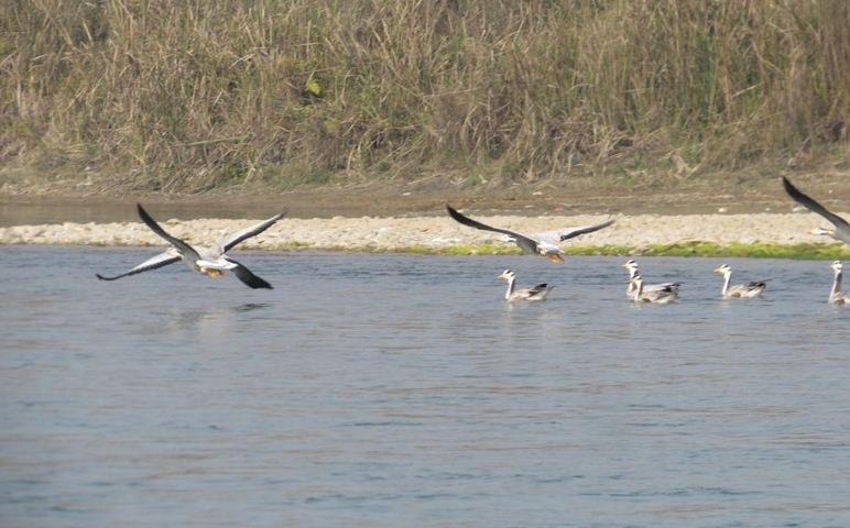 शहरीकरणसँगै हाम्रा नदीहरु प्रदूषित, जलपक्षीमा गम्भीर असर