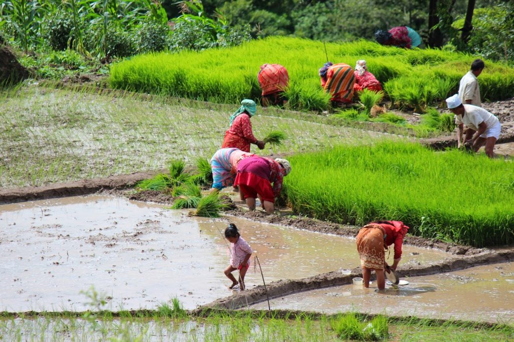 जुम्ली किसानलाई मार्सी धान रोपाइँको चटारो