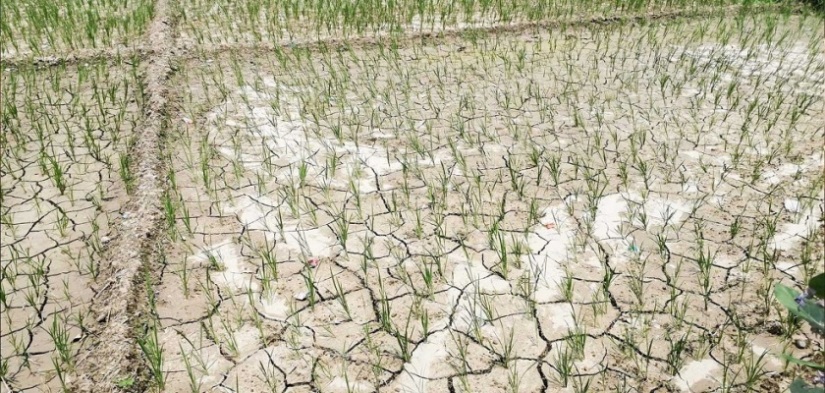 खडेरीले बीउ सुक्यो, रोपाइँ प्रभावित