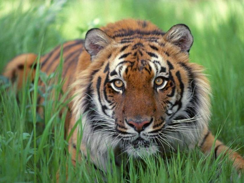 शुक्लाफाँटा राष्ट्रिय निकुञ्जमा पाटे बाघको सङ्ख्या दोब्बर