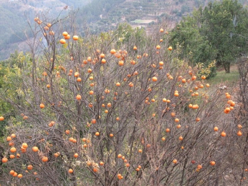 सुन्तलाका बोट मर्दै गएपछि तनहुँका कृषक चिन्तित