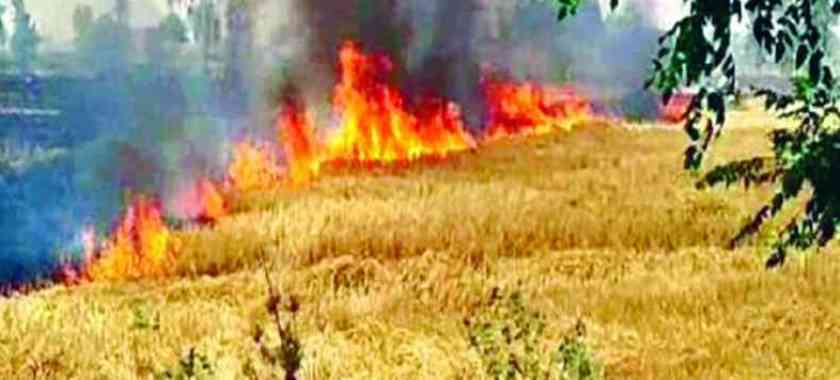 खेतमा पराल जलाउँदा उर्वराशक्ति नष्ट हुँदै