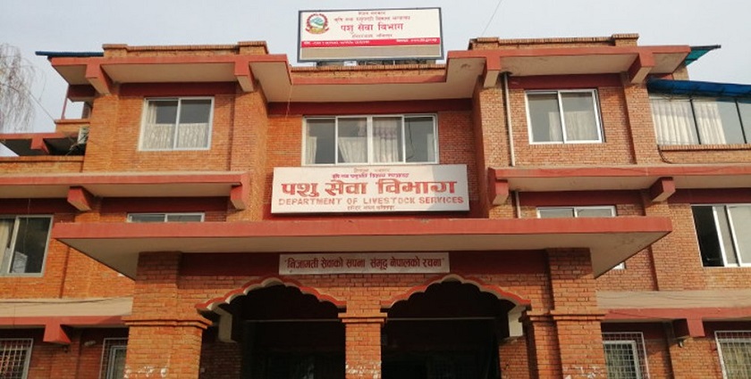 पशु सम्बद्ध संरचना खारेज गरेको भन्दै पशु विभागको गेटमा ताला