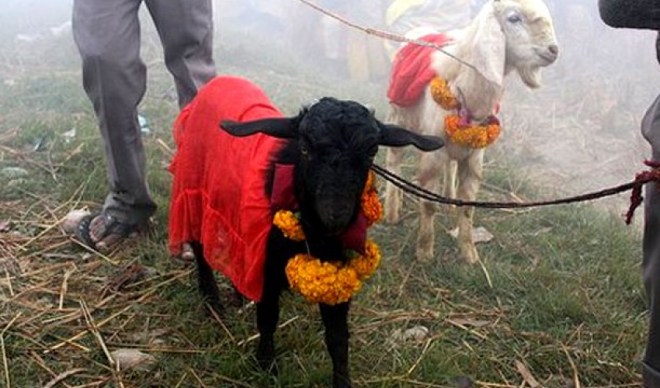 यसवर्ष पशुबलि होइन, कुभिण्डो र नरिवल