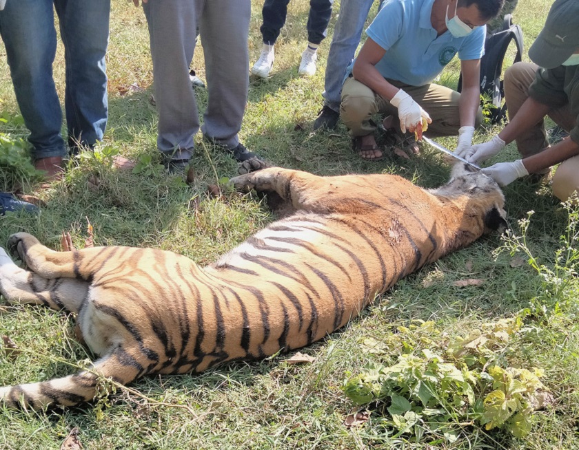 बर्दियामा पाटे बाघ मृत फेला