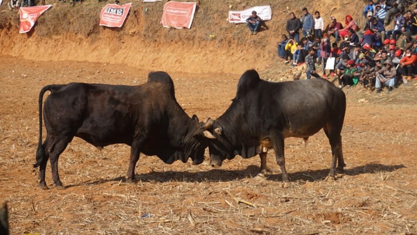 तारुकामा यसरी जुध्यो गोरु, हजारौँ दर्शक ओइरिए (तस्विरमा हेर्नुहोस्)