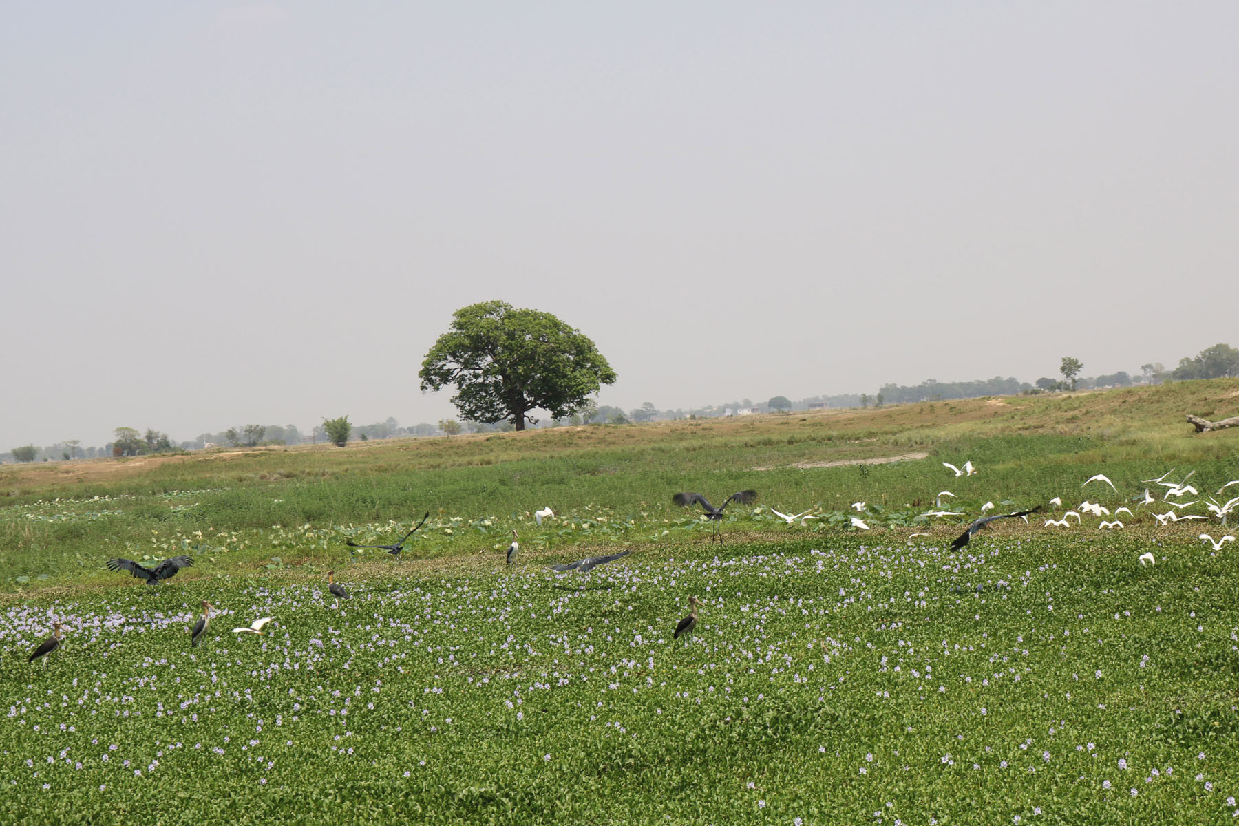 सारसलगायत चरा