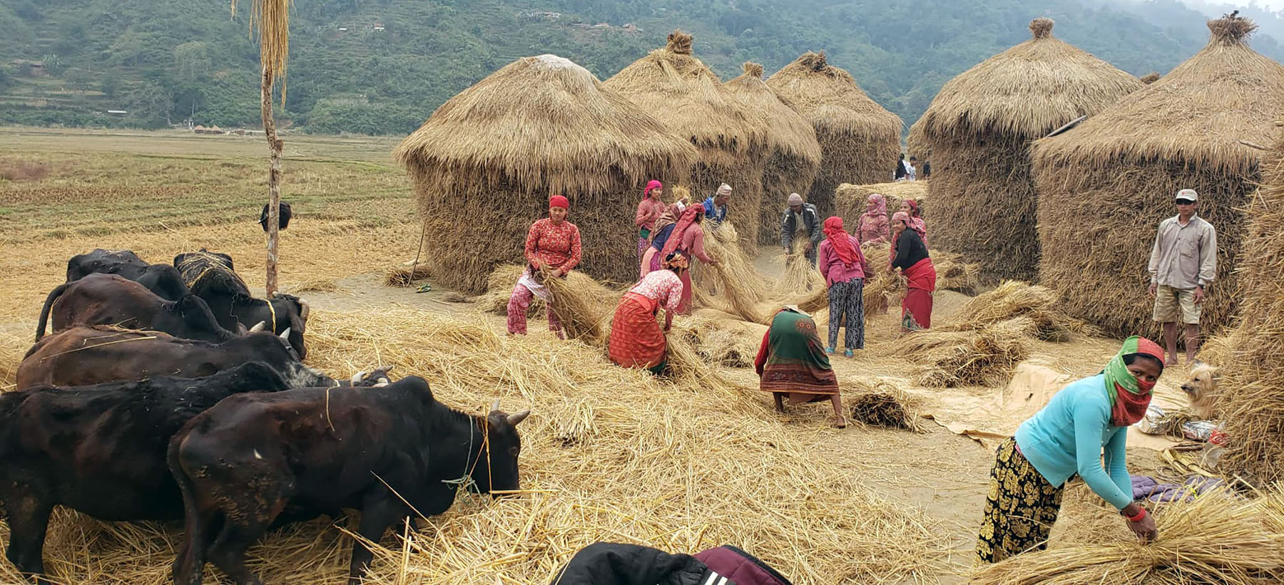 धान चुट्न र परालको दाई हाल्ने कार्यमा व्यस्त