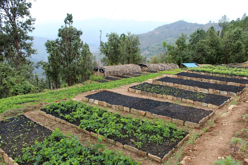 गन्यापधुरामा कृषिफार्म