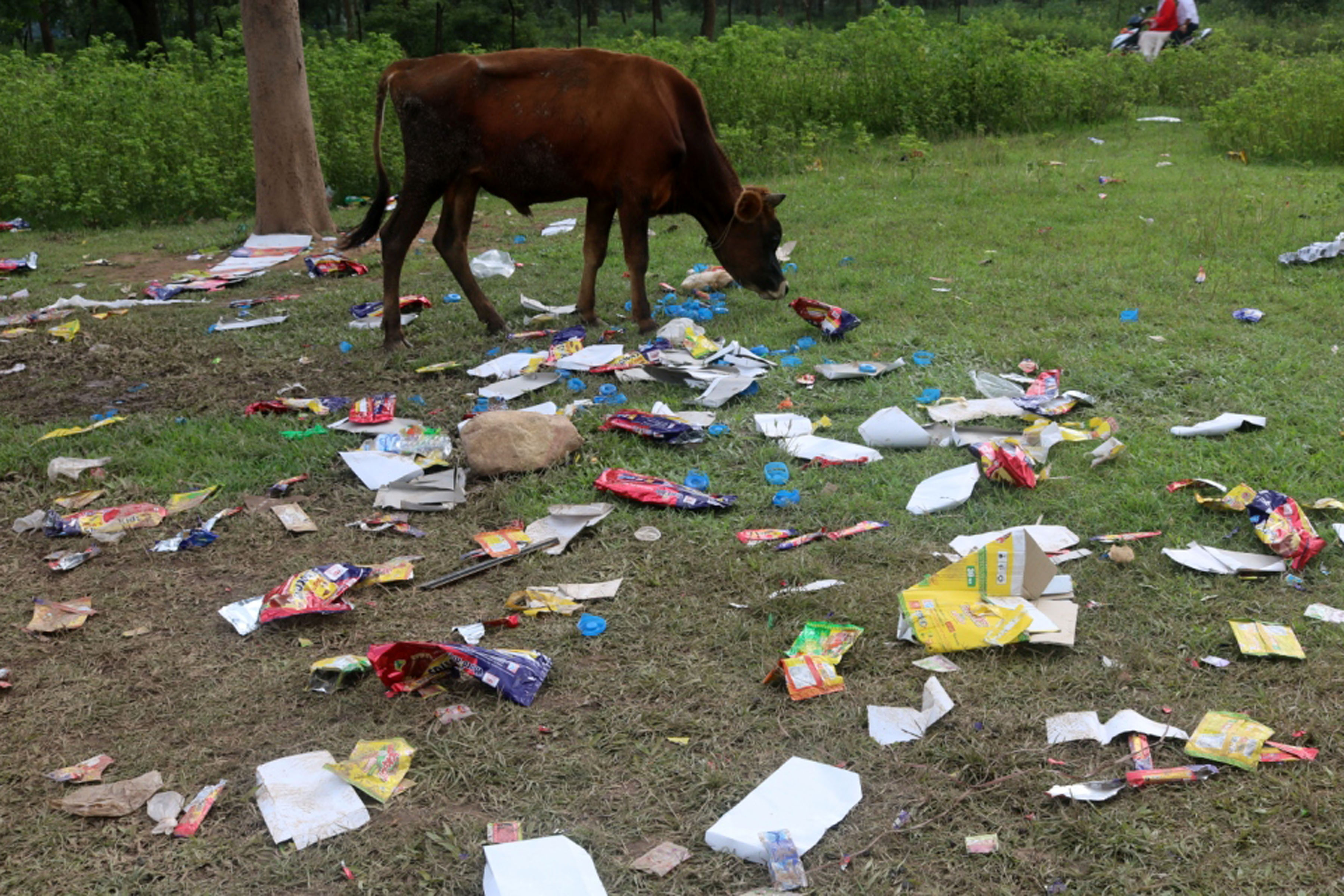 प्लाष्टिक खाँदै गाई