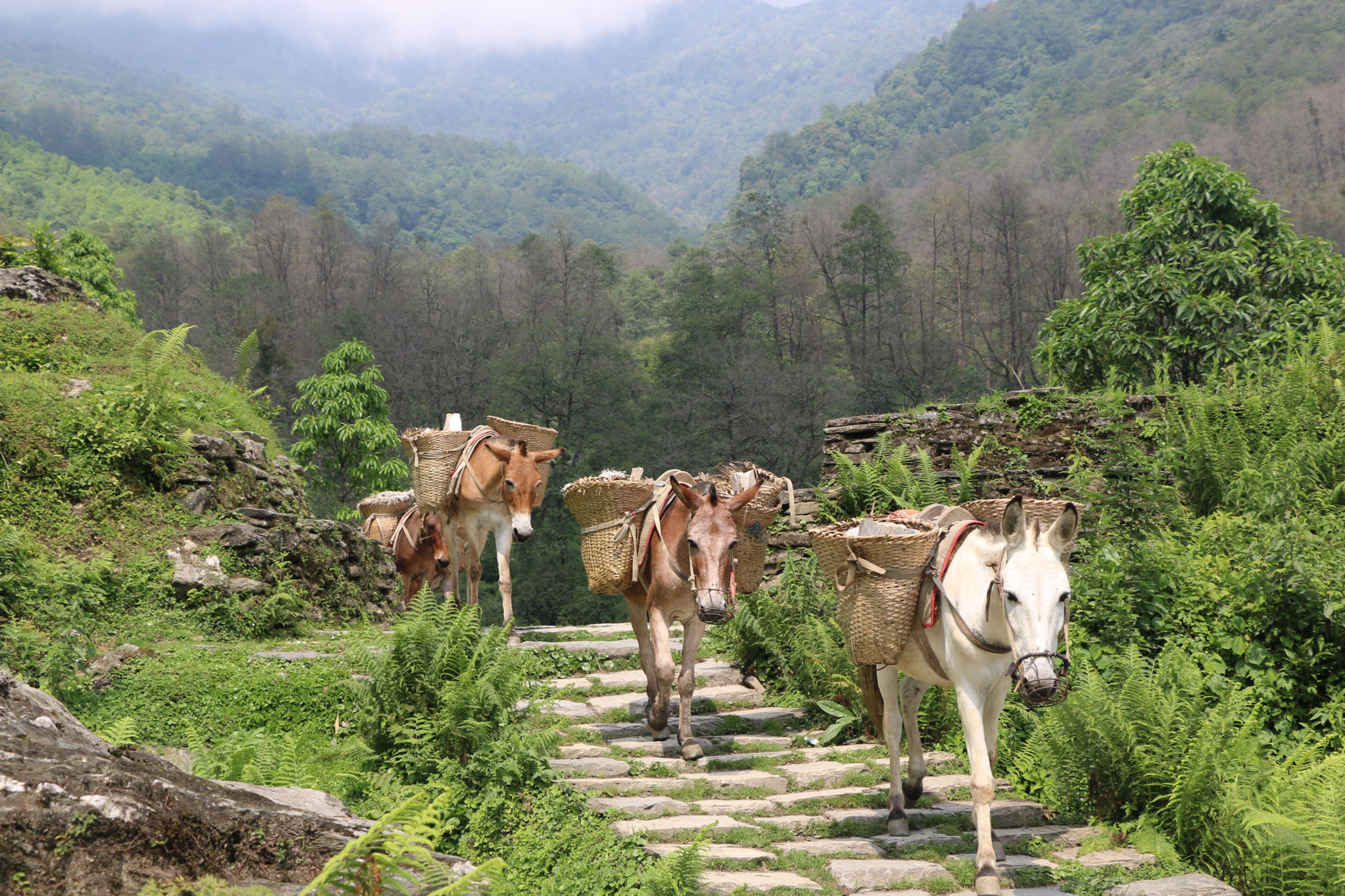 घान्द्रुकमा निर्माण सामग्री ढुवानी