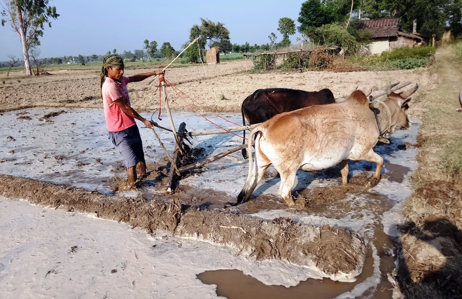 बीउ छर्नका लागि  हिलो बनाउँदै