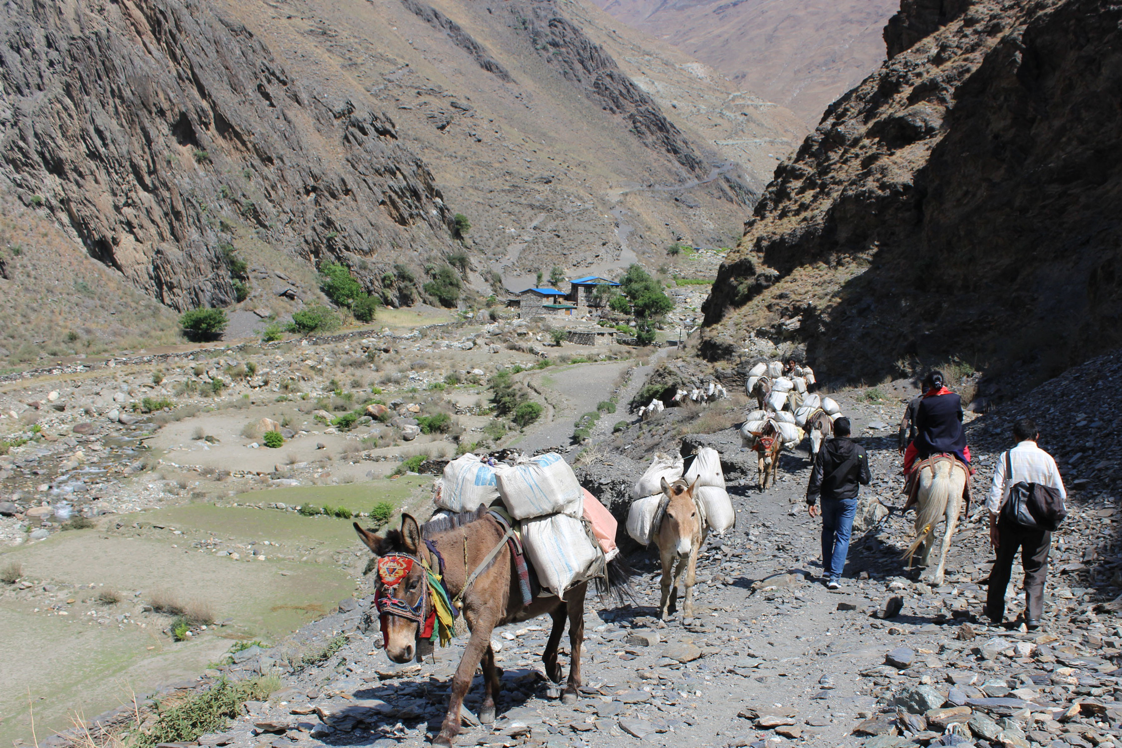 रुपपाटनतर्फ जाँदै खच्चड