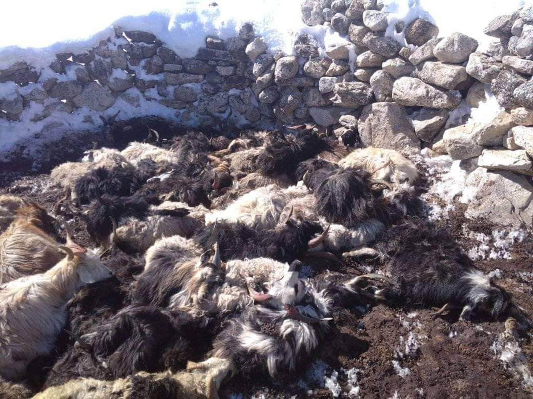 हिमपातका कारण मुस्ताङमा भेडाच्याङ्ग्रा र चौँरीगाई मरे