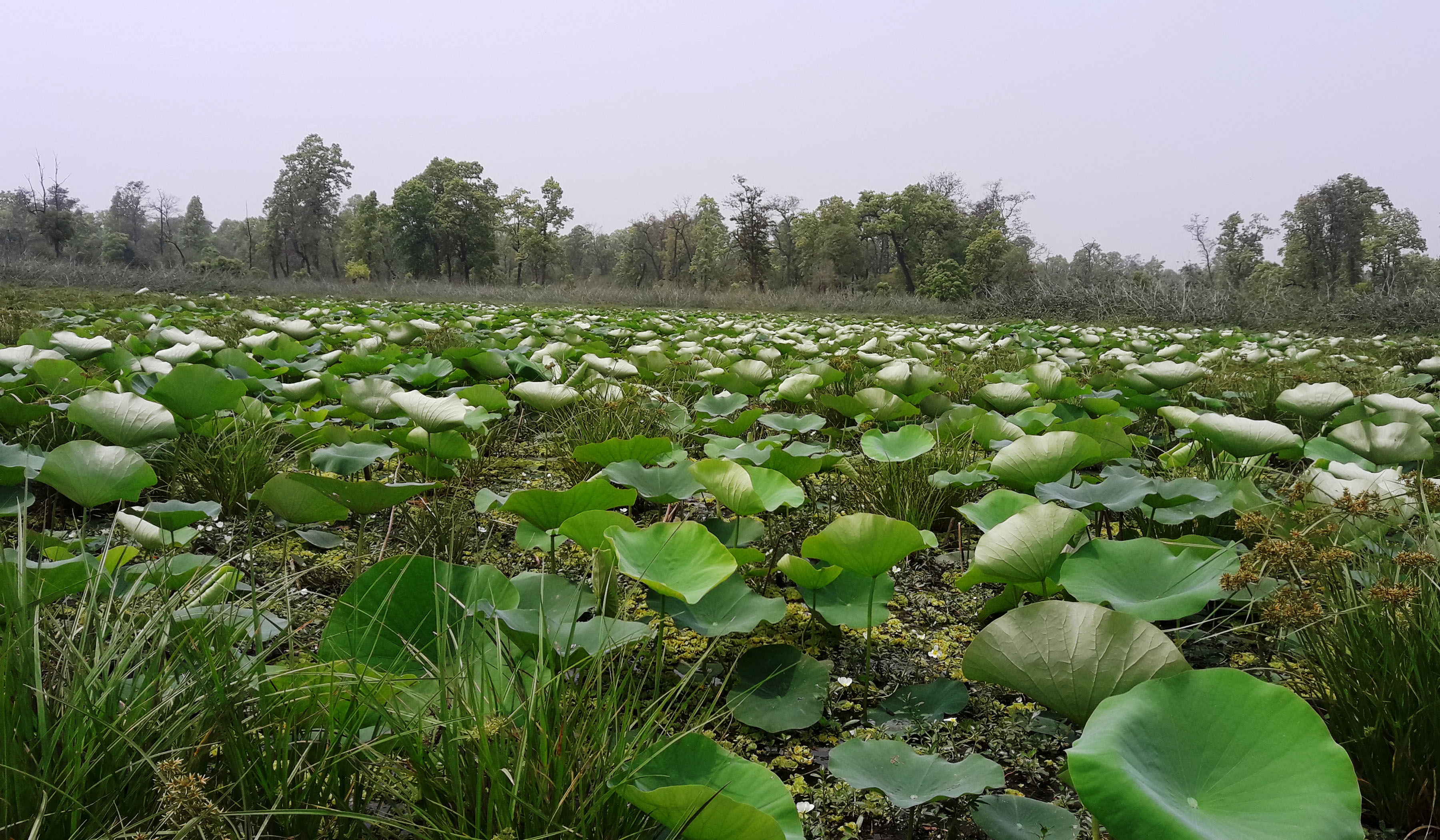 तारा तालमा कमलका विरुवा