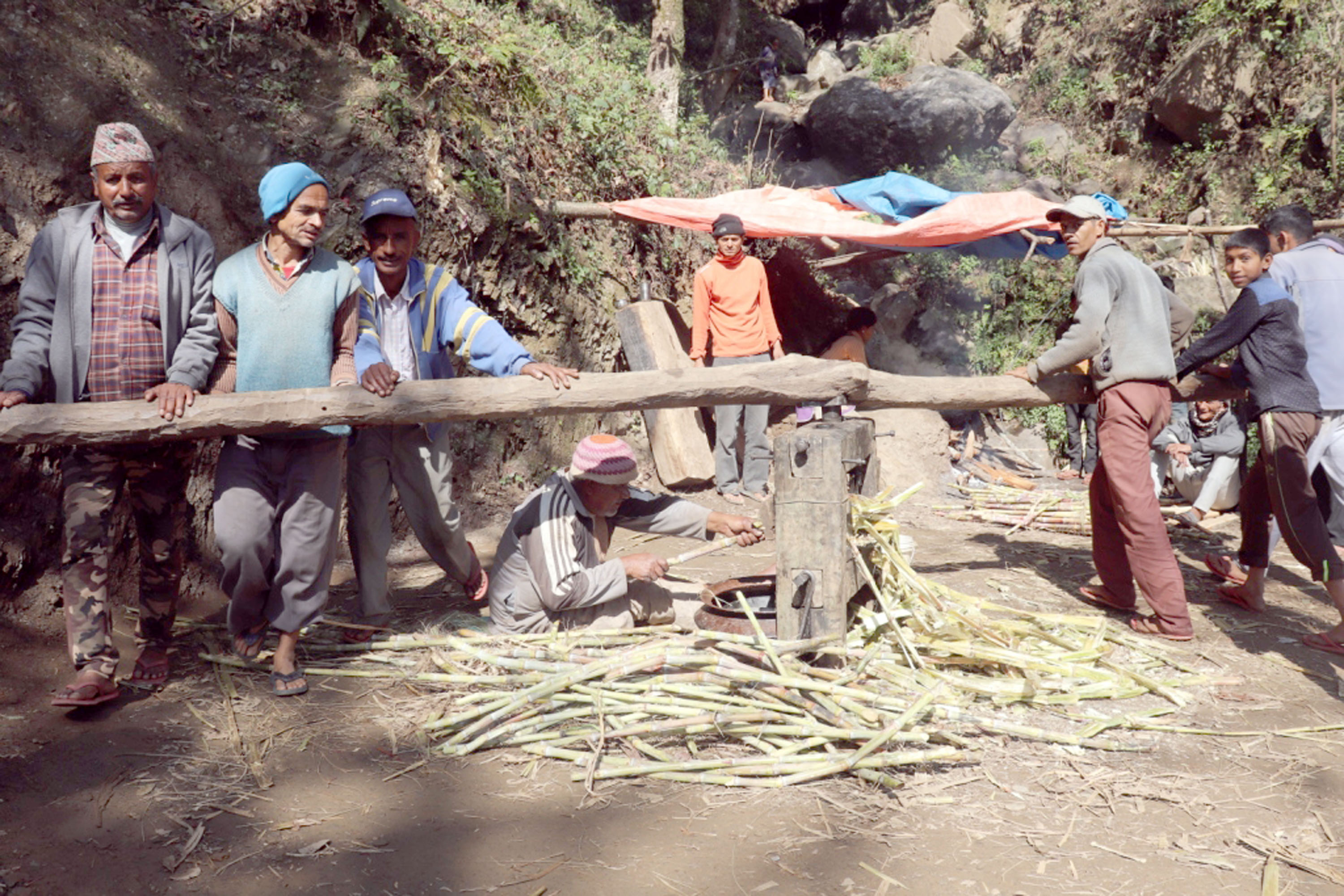 पूरानै शैलीमा काठ घुमाएर उखु पेल्दै