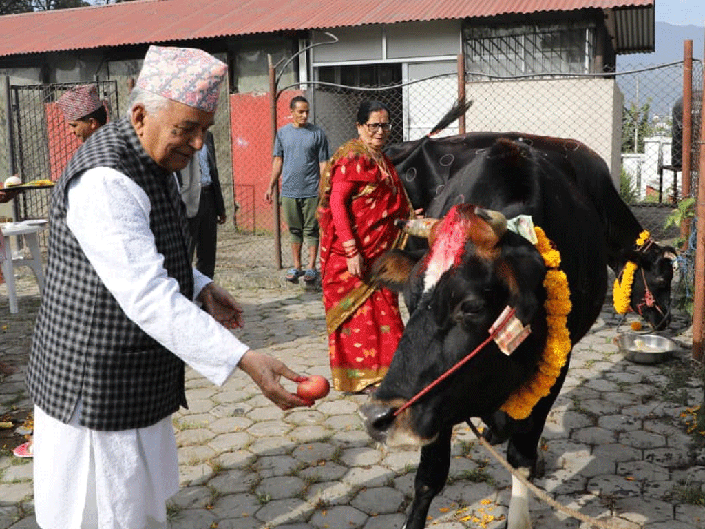 राष्ट्रपति पौडेलले गरे गाई पूजा
