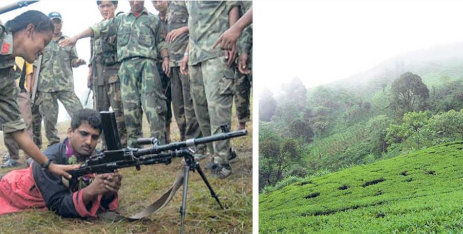 बंकरमाथि चिया बगान : उदारण बन्यो काभ्रेको कामीडाँडा