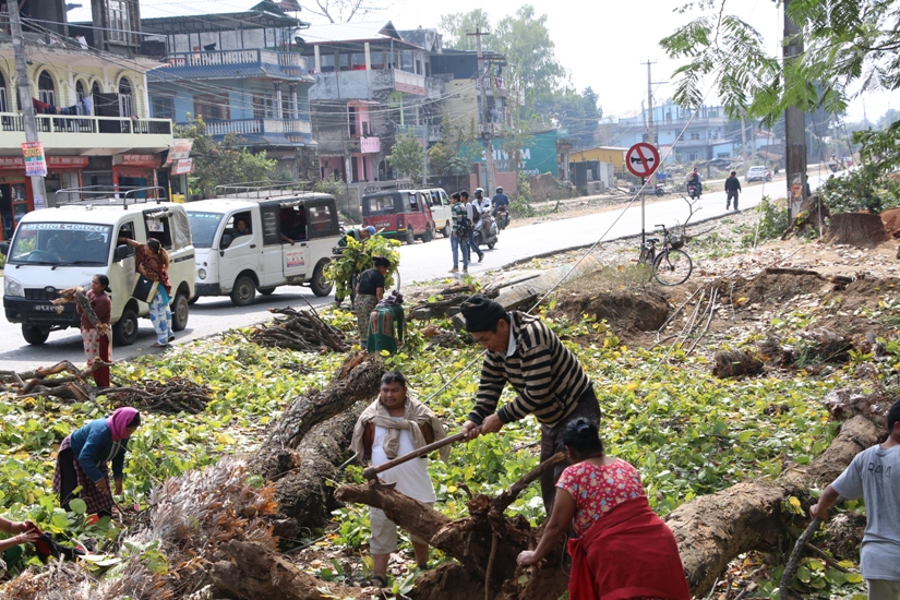 वाइपास सडक विस्तारमा काटिएका रुखको घाँसदाउरा ओसार्दै स्थानीय (हेरौं तस्विरमा)