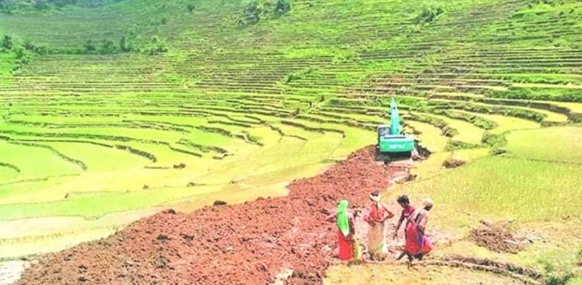 असारे विकास : ‘सय रोपनीभन्दा बढी भर्खर रोपेको धान खेत नष्ट भएपछि पागलजस्तै भएँ’