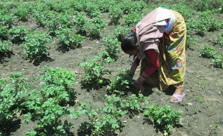 कृषिका लागि ५ महिनामा सवा अर्बको विषादी आयात
