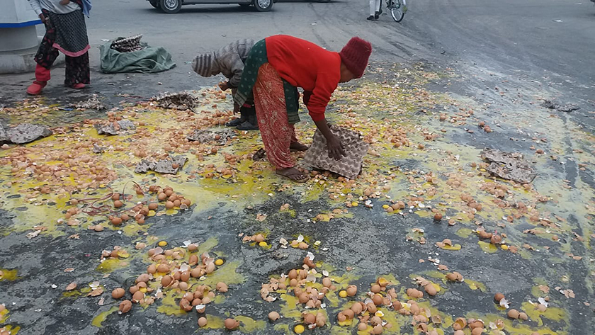 अण्डा उत्पादक किसान विचौतियाविरुद्ध आन्दोलीत, सडकमै अण्डा फालेर विरोध