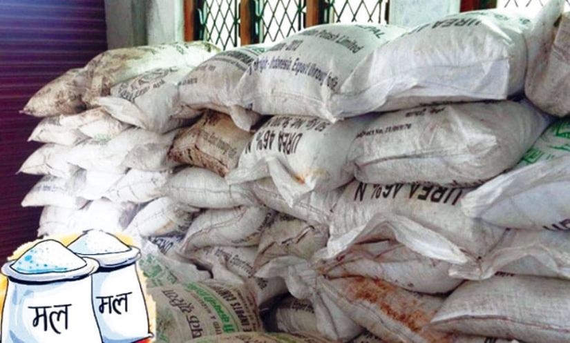 धान रोप्ने बेला मल खरिद गर्दै सरकार