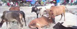 वडा कार्यालय परिसरमै बाँधिदिए स्थानीयले पशुचौपाया
