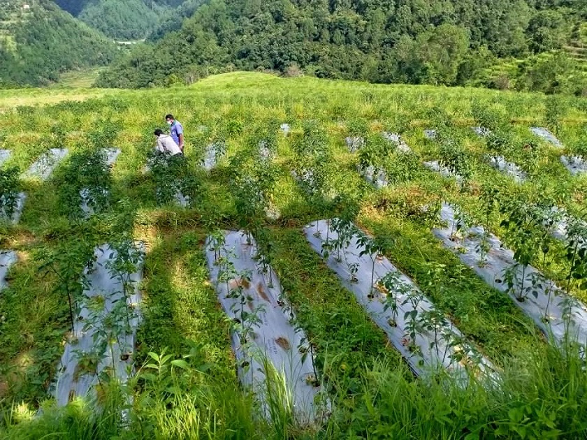 प्रधानाध्यापकको खोर्सानी खेती