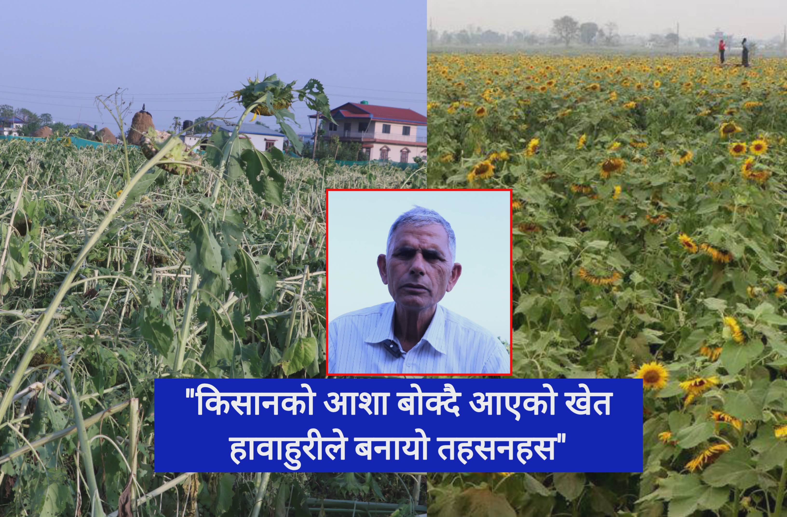 भरतपुरको भाइरल सूर्यमुखी बगैंचा: किसानको आशा बोक्दै आएको खेत हावाहुरीले बनायो तहसनहस