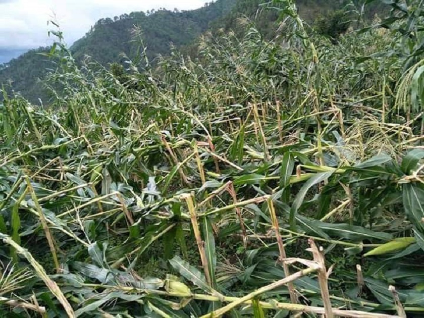 हावाहुरीले ३६ रोपनी क्षेत्रमा लगाइएको मकैबाली नष्ट