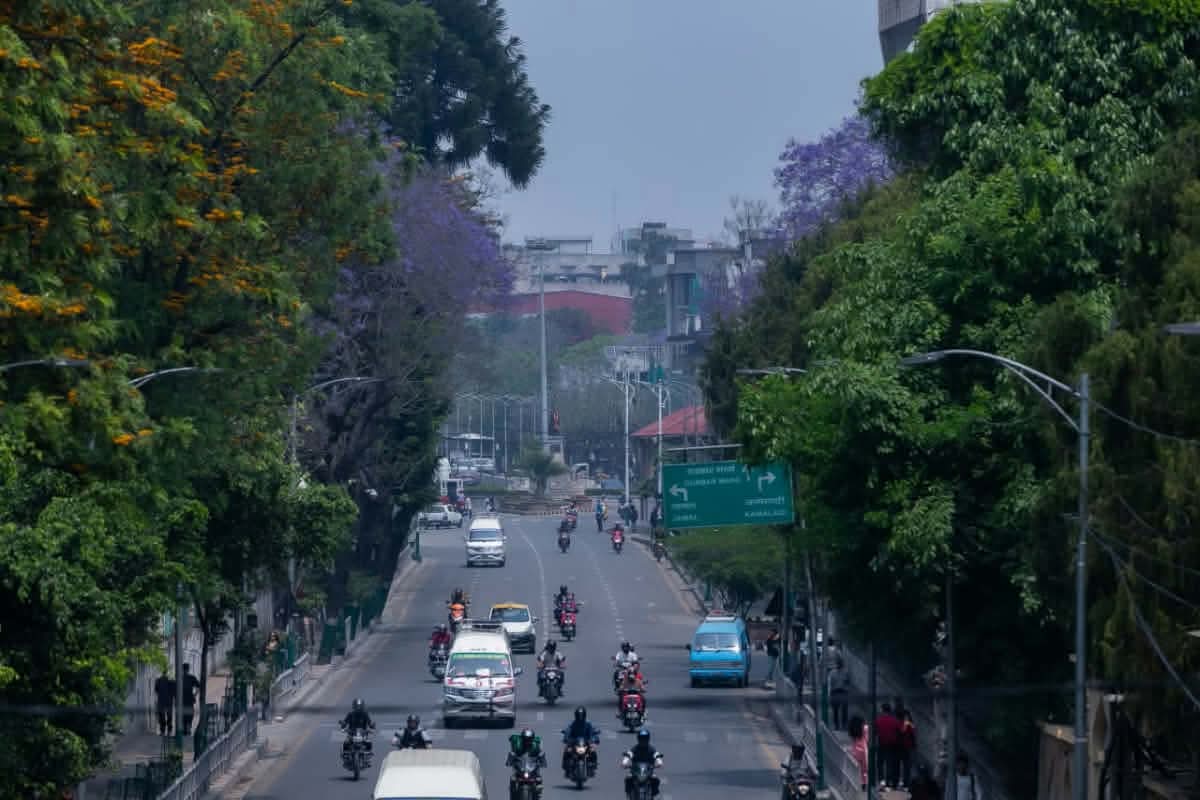 बैजनी रङमा रंगिएको काठमाडौंः सडकमा पोखिएको वसन्तको मधुर सपना’ (फोटो फिचर)