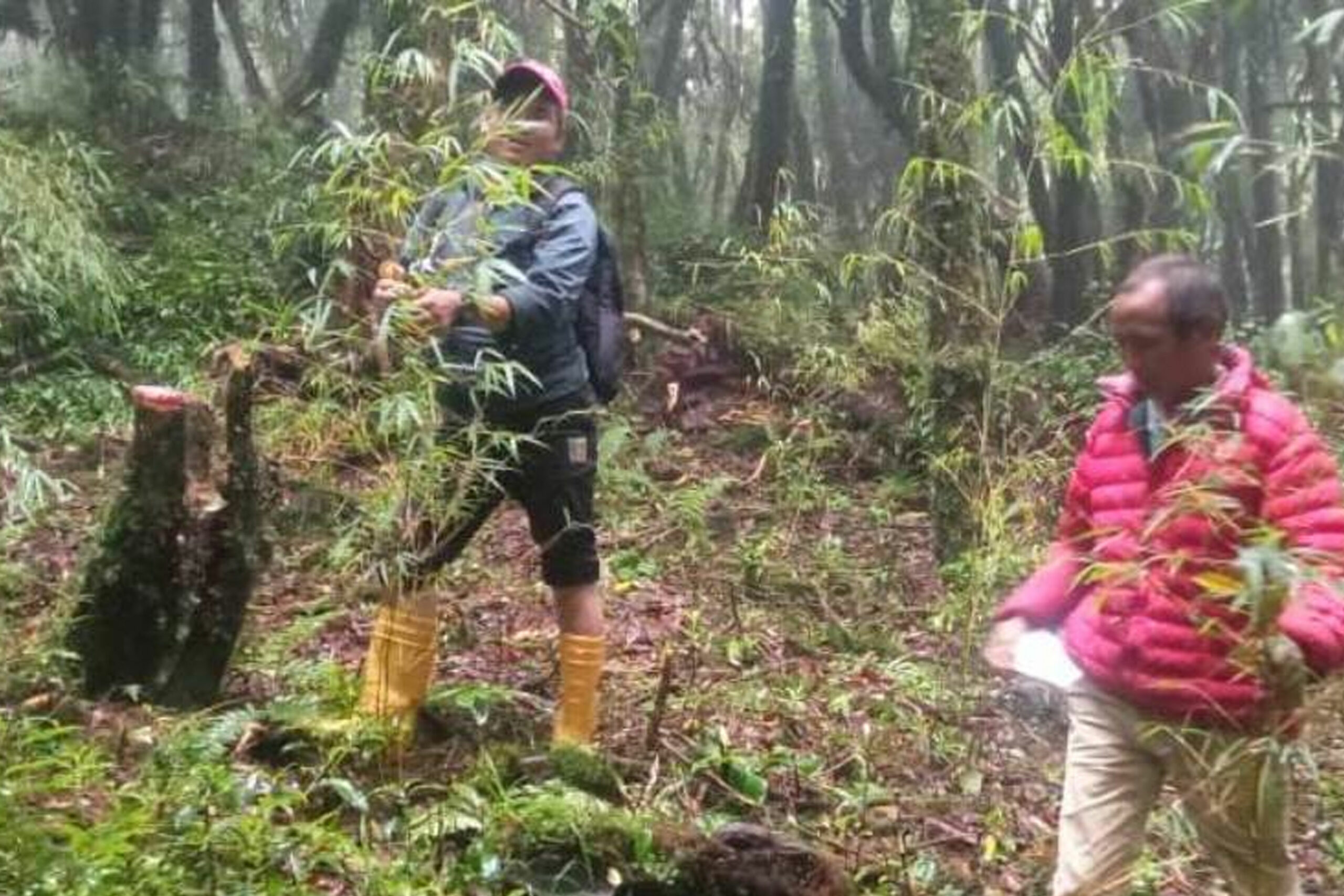 भोजपुरमा लोपोन्मुख ‘रेड पान्डा’को संरक्षण गर्न क्यामेरा जडान