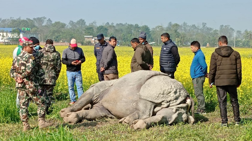 चितवनमा गैंडा मृत फेला