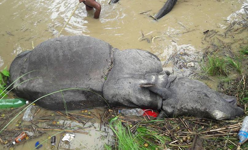 चितवनमा दुई गैँडा मारिएको घटनामा अनुसन्धान समितिले थाल्यो काम