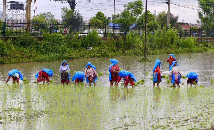 भदौ पहिलो सातासम्म देशभर ९२ प्रतिशत रोपाइँ