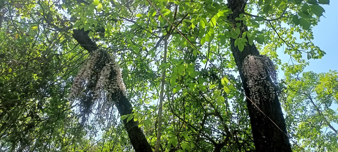 १ वैशाखमा मात्र फूल्ने सलहेश फूल हेर्नको भीड, संरक्षण गर्नुपर्ने स्थानीयको माग