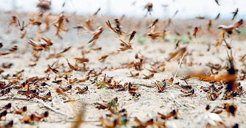 सलहले बाली नष्ट गरेपछि किसान चिन्तित