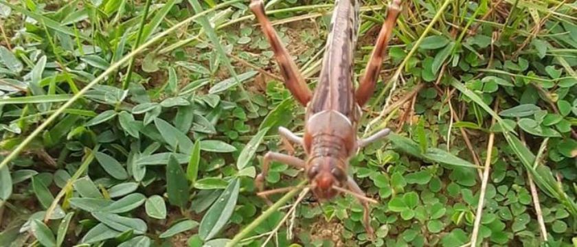 नेपालमा सलहको नयाँ झुण्ड आउन सक्ने सम्भावना कम