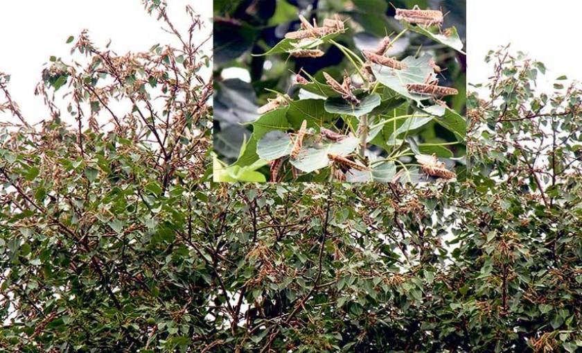 प्रदेश ५ मा जताततै सलह, बास बस्दै, बाली खाँदै, उड्दै