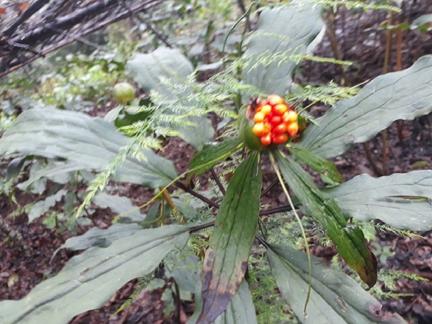 भोजपुरका किसानको रोजाइ बन्दै सतुवा खेती, सर्पले टोकेको र मानिसले विष सेवन गरेको बेलामा प्रयोग गर्न सकिन्छ सतुवा